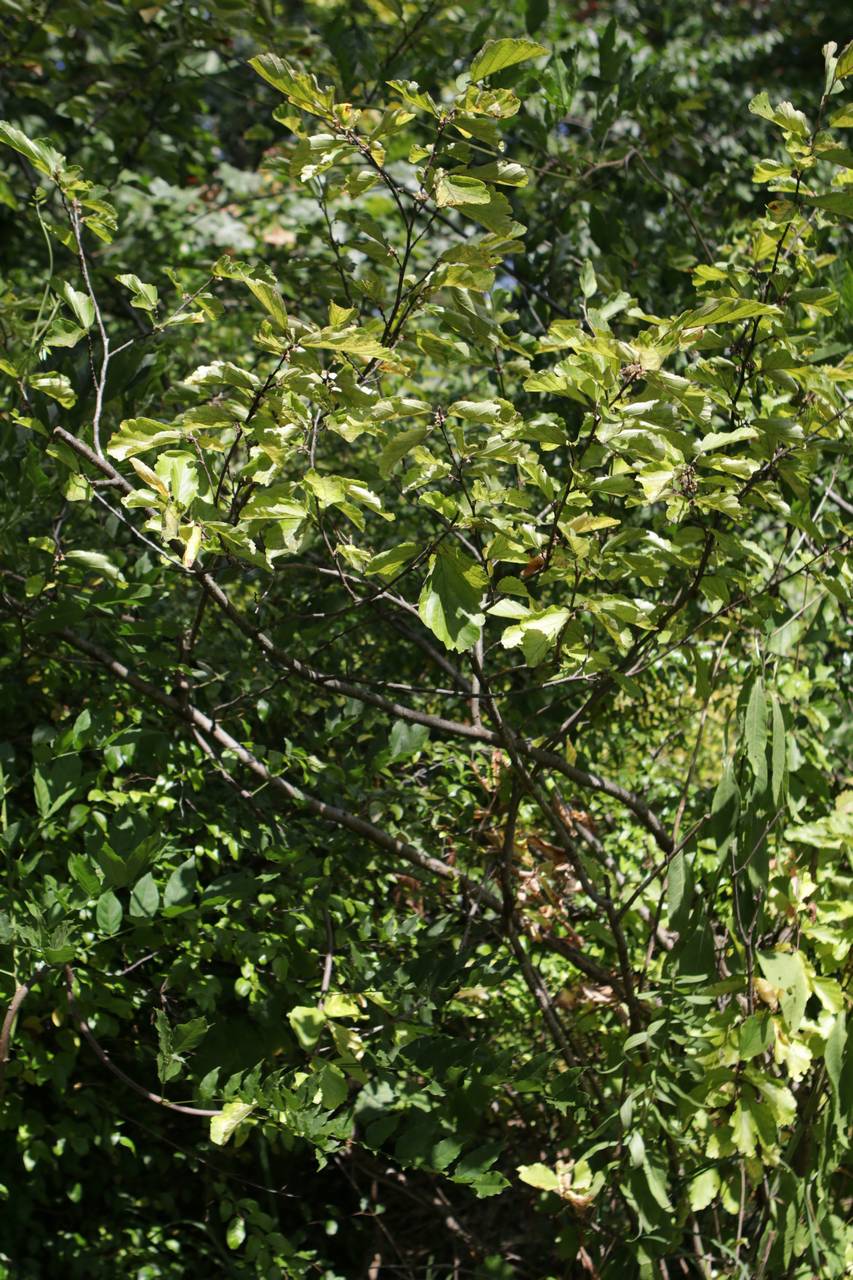 Photo of Asiatic Witch-Hazel